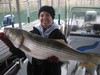 (10/12/2014) - Nice Striped Bass